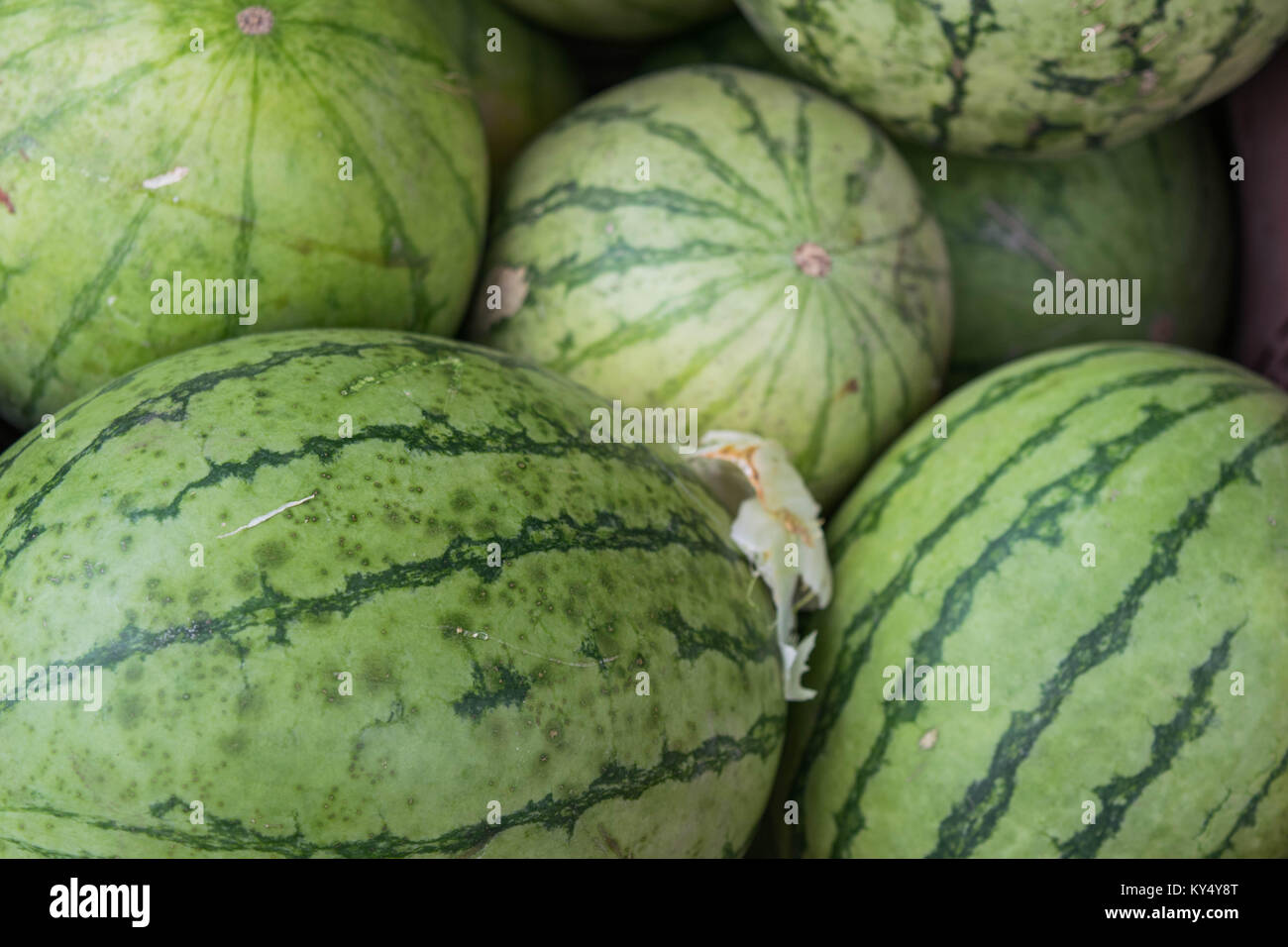 Isolated, closeup shot of watermelons with light green skins, with