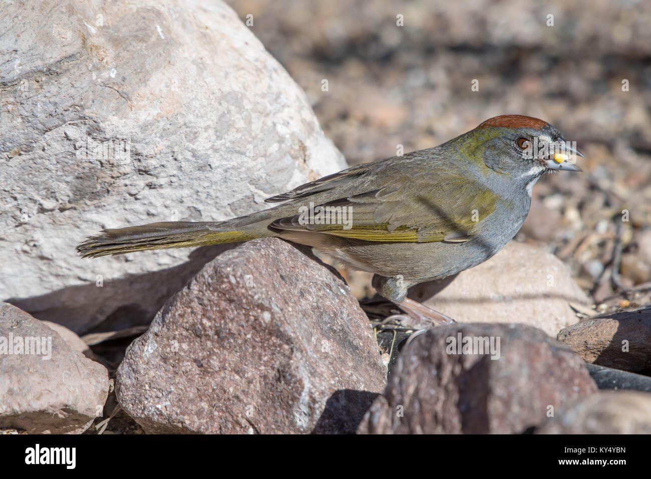 Green-tailed Towhee, (Pipilo chlorurus), Bosque del Apache National Wildlife Refuge, New Mexico, USA. Stock Photo