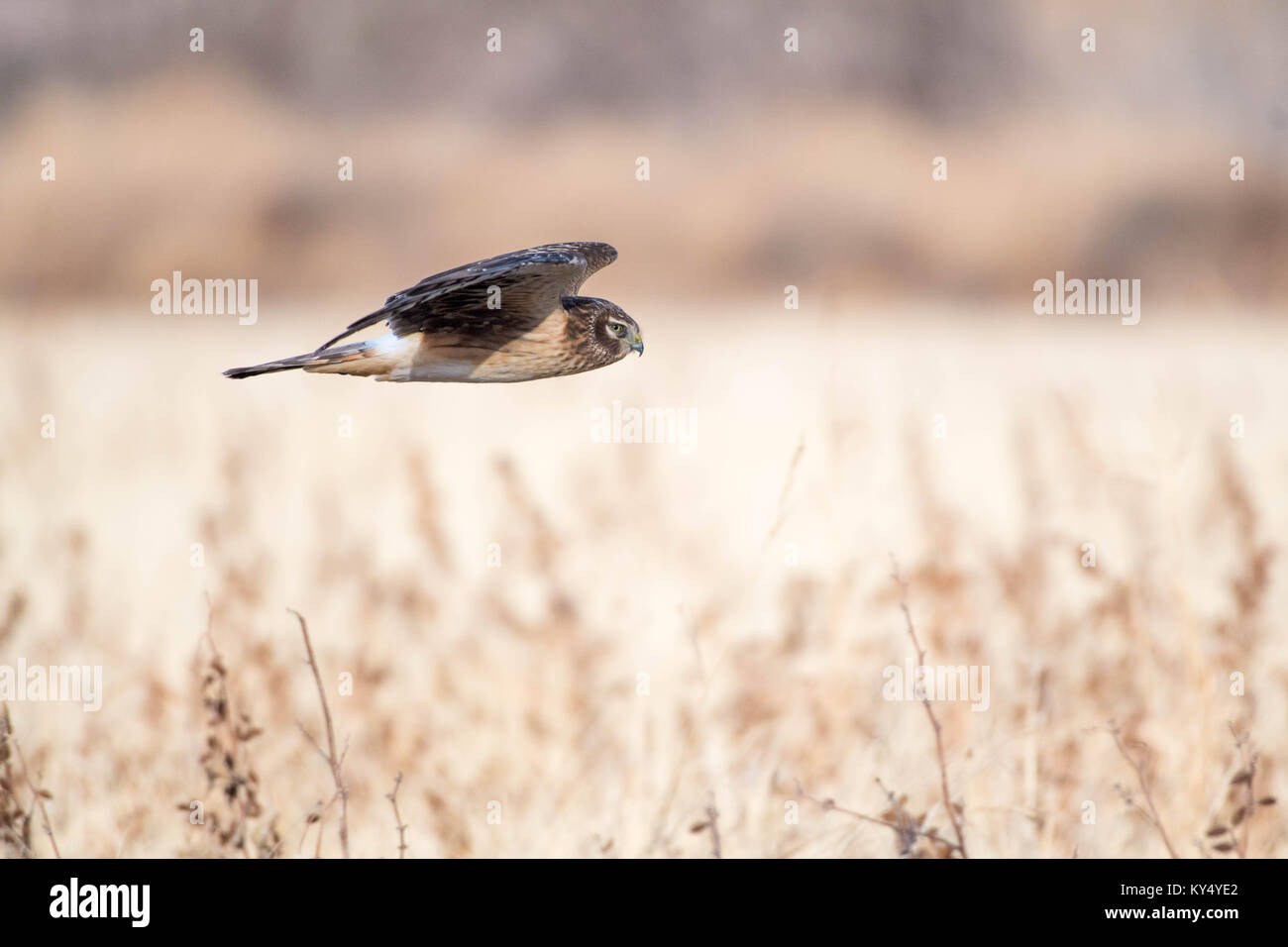 Northern Harrier, (Circus cyaneus), Bosque del Apache National Wildife Refuge, New Mexico, USA. Stock Photo