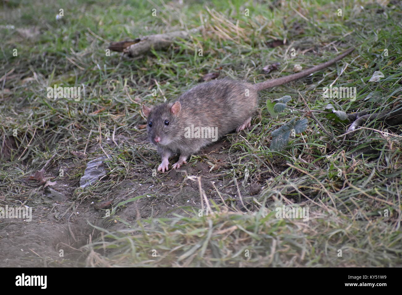 Grass rat hires stock photography and images Alamy
