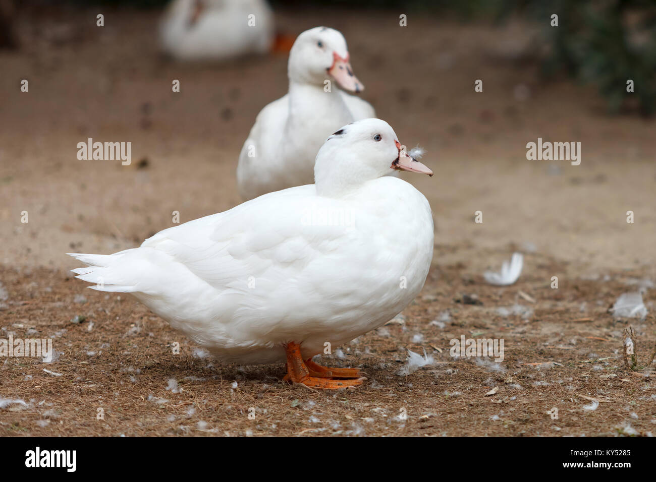 Beautiful white duck walking in a park Stock Photo Alamy
