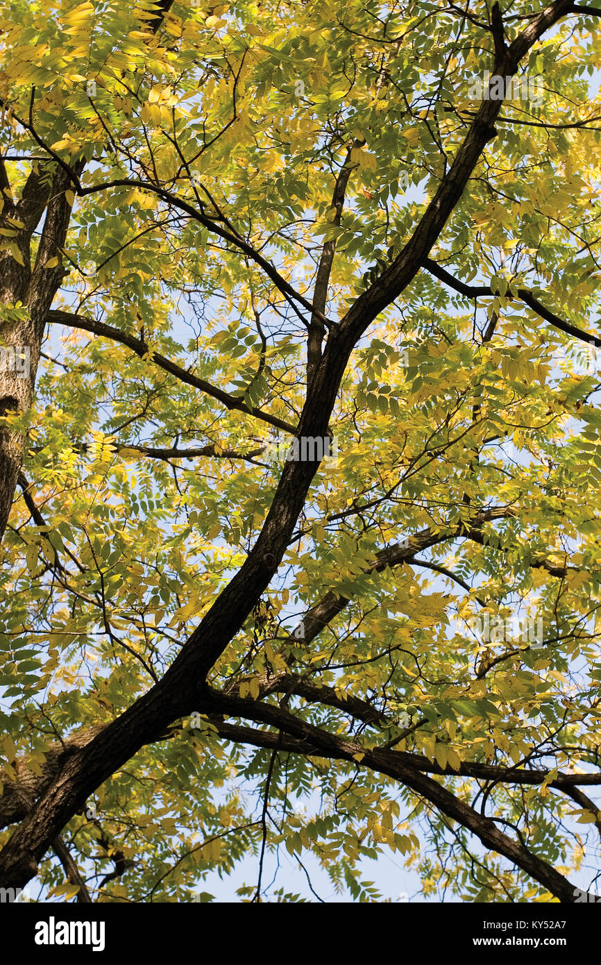 Yellow gingko tree in in autumn, Zagreb Botanical Garden Stock Photo ...