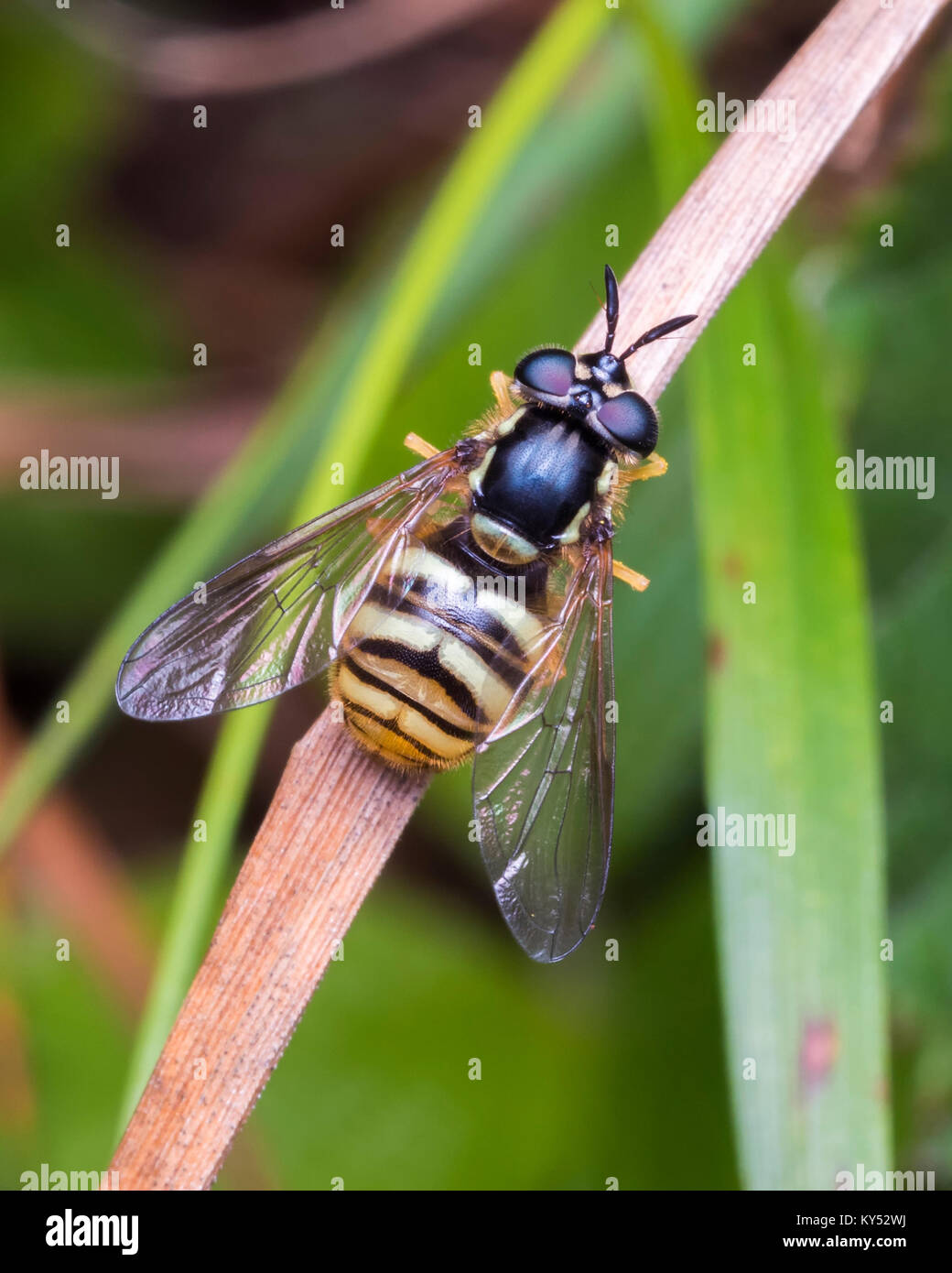 Hoverfly (Chrysotoxum arcuatum) perched on a blade of grass in woodland habitat. Cahir, Tipperary, Ireland. Stock Photo