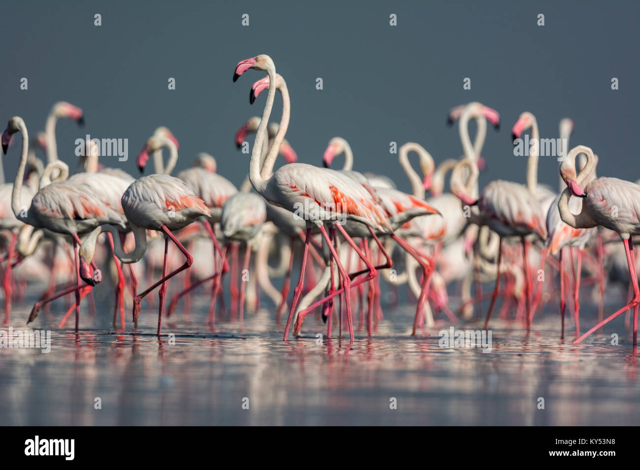 Greater Flamingos Stock Photo