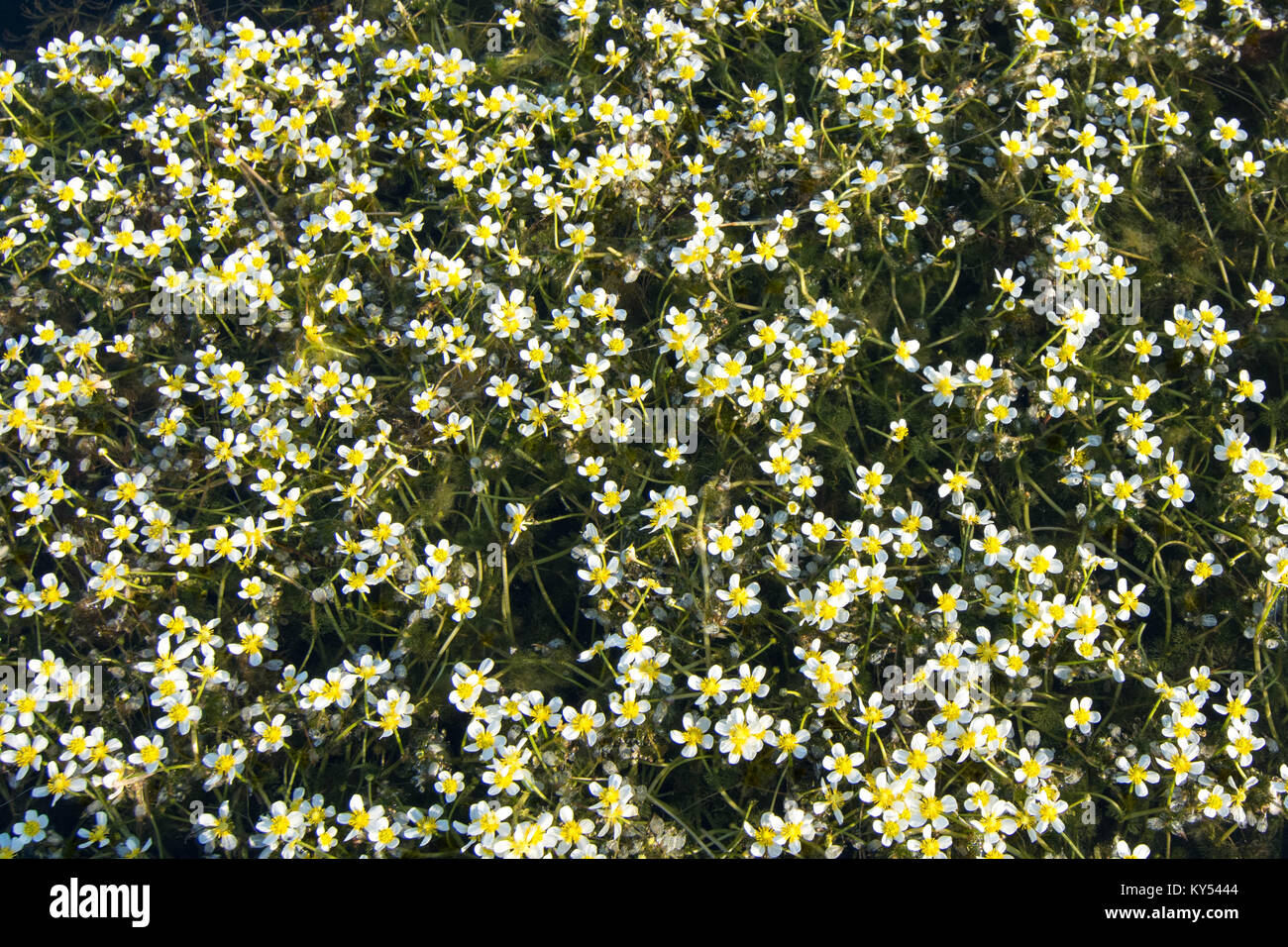 White Water Crowfoot (Ranunculus fluitans) floating on water in Summer
