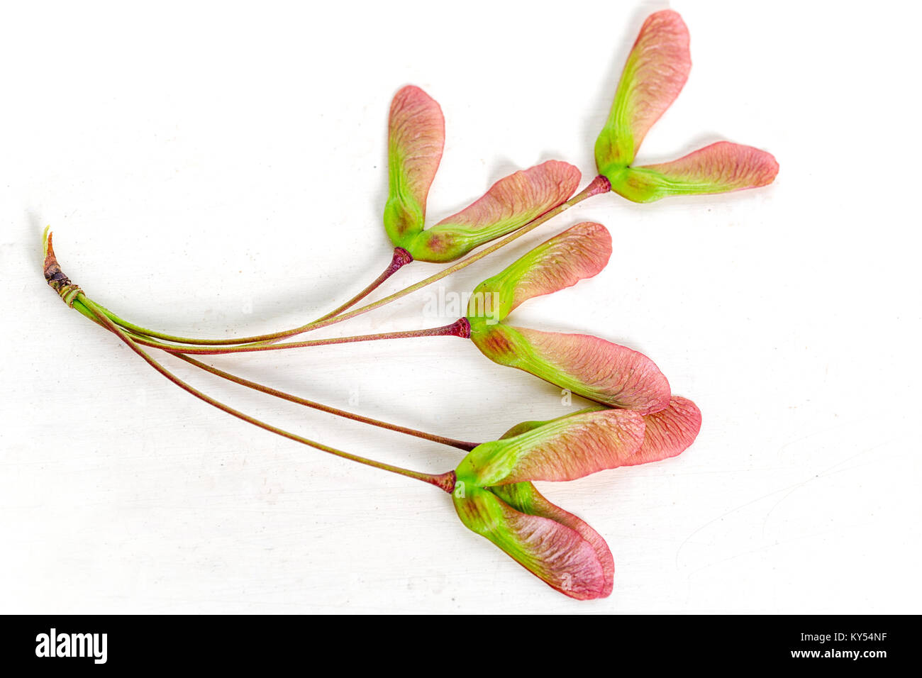 Winged seed of the red maple, acer rubrum, on a wooden background. Stock Photo