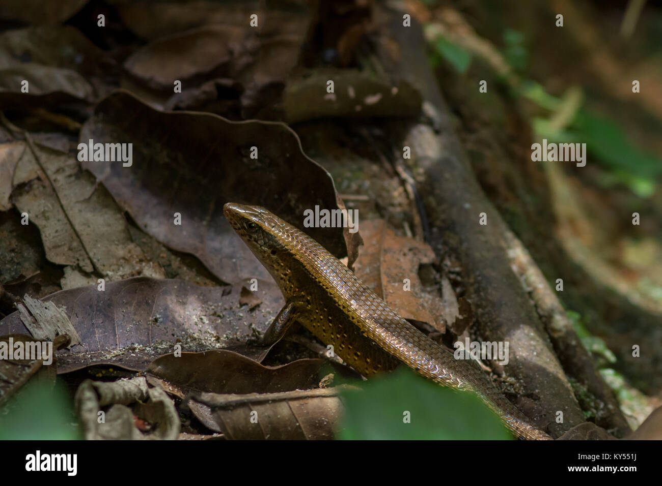 Close up of the upper body and head of a Skink Lizard on the forest floor walking over dead leaves and tree roots. Stock Photo