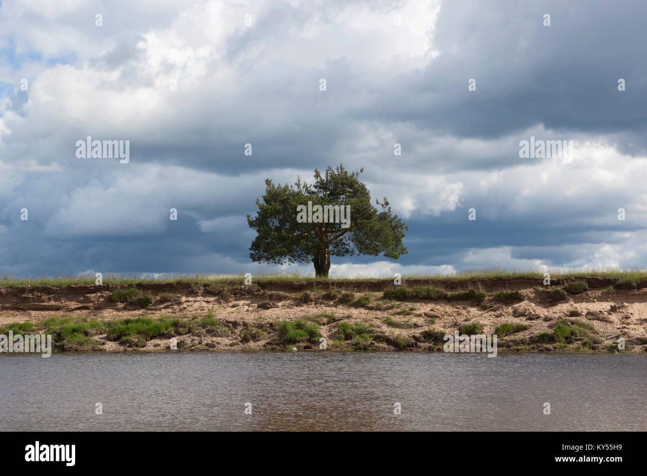 Lonely pine on a steep bank of the river Stock Photo - Alamy