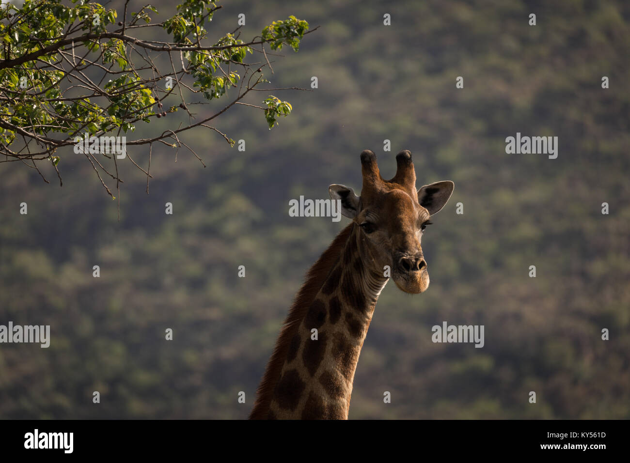 Giraffe at safari park hi-res stock photography and images - Alamy