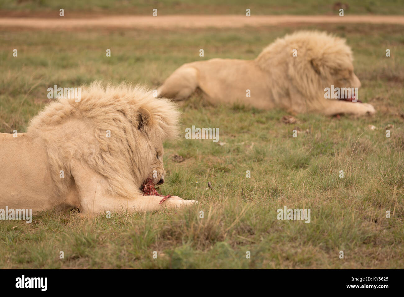 Lions Eating High Resolution Stock Photography and Images Alamy
