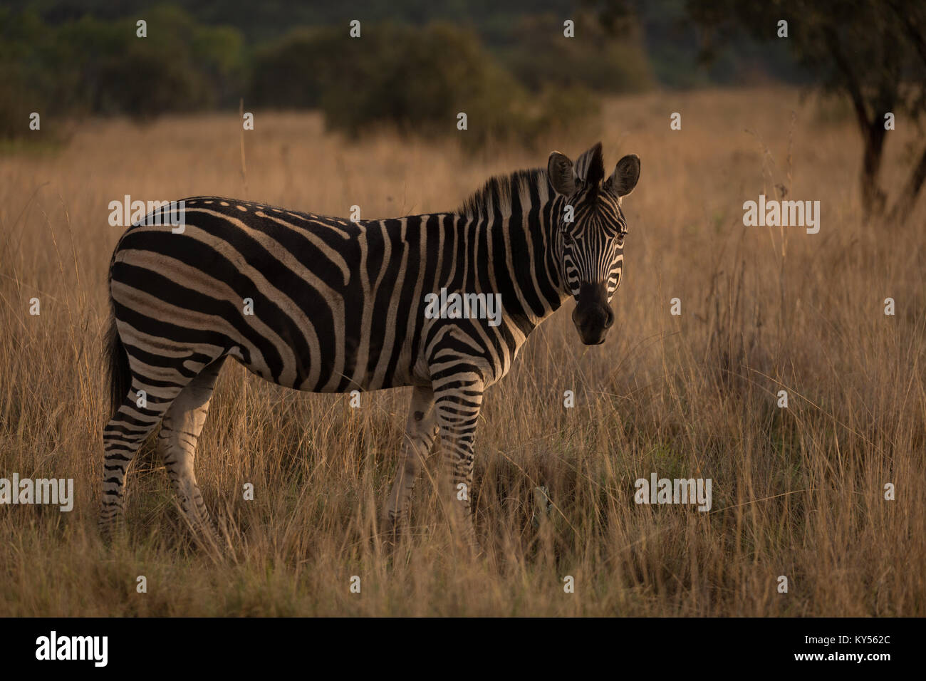 Zebra standing in the savannah Stock Photo