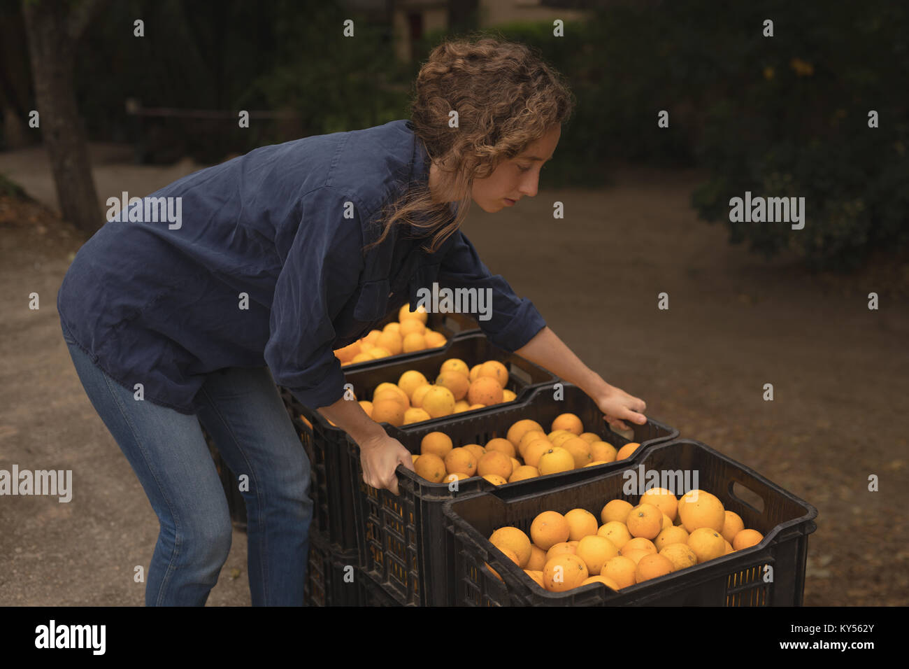 Woman lifting crate filled with oranges Stock Photo