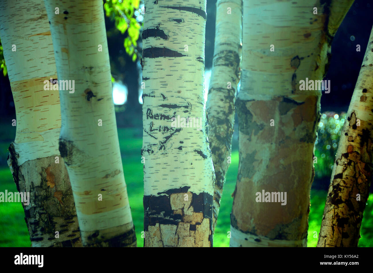 Engraved heart and names on birch trunk Stock Photo
