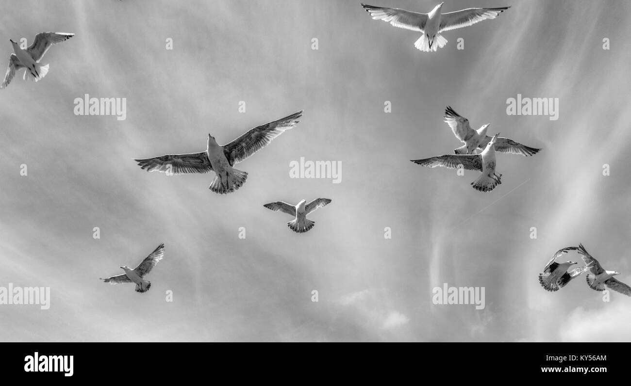 Several birds on a background of black and white sky Stock Photo