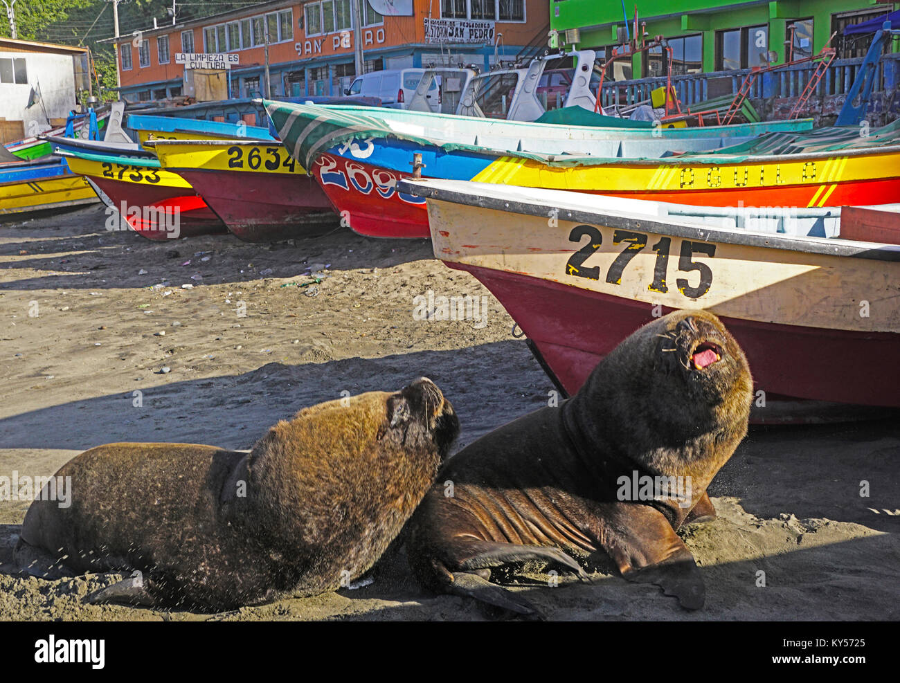 Sea lions and fishing boats on beach in San Antonio, Chile Stock Photo