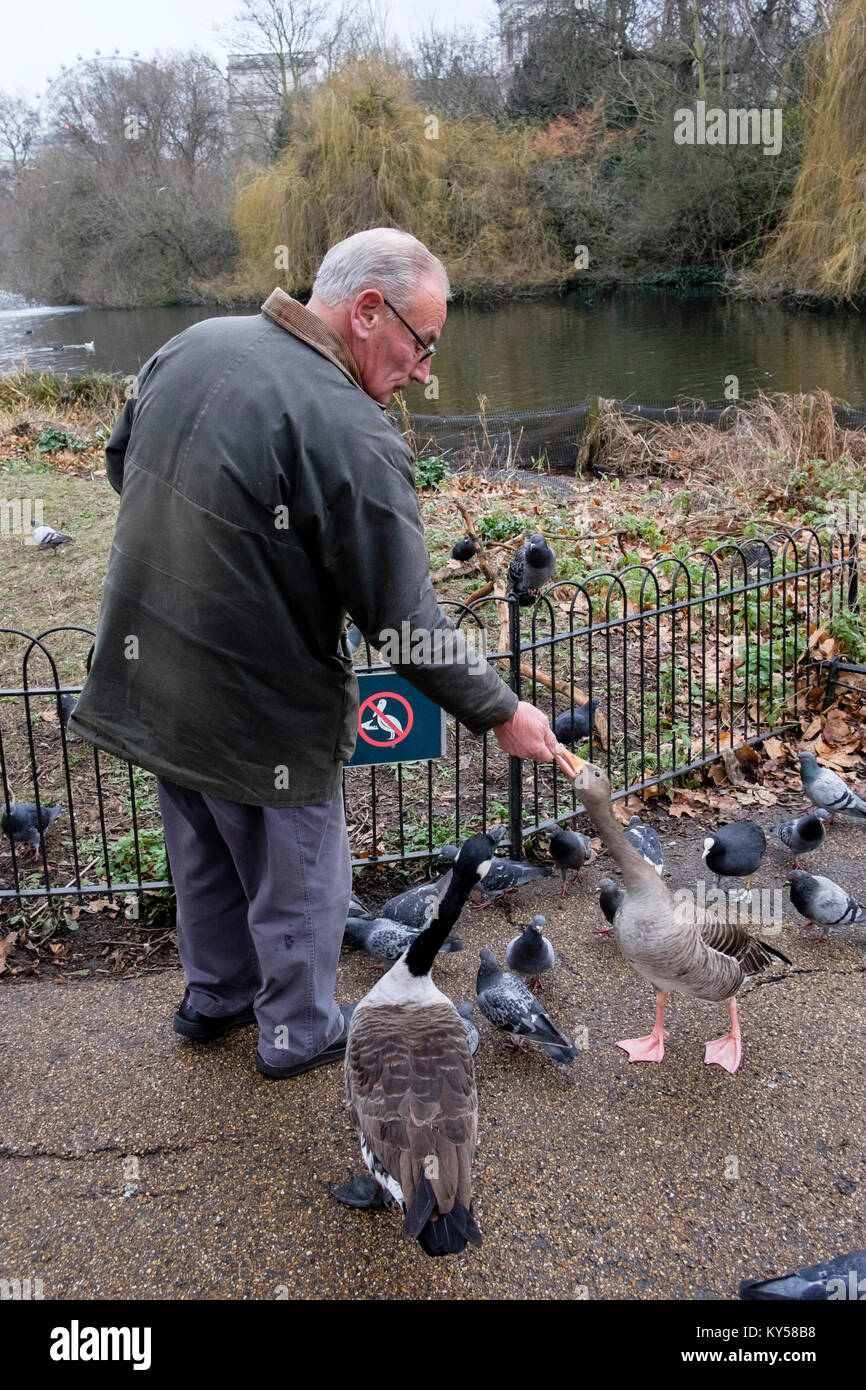Elderly man feeding geese in St. James's Park, London, UK Stock Photo