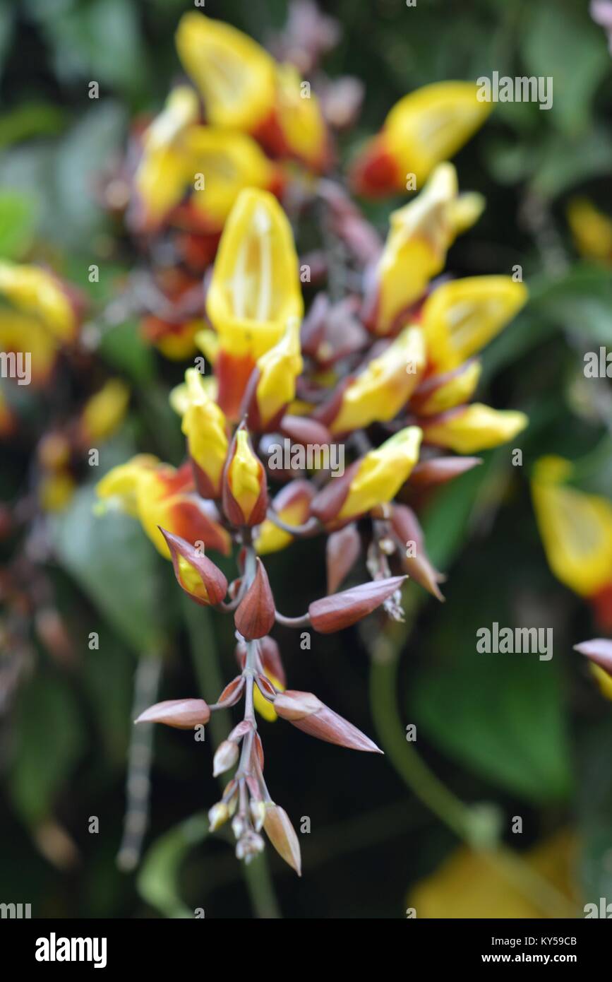 Ladys slipper vine flowers, Thunbergia mysorensis, Maleny, Queensland