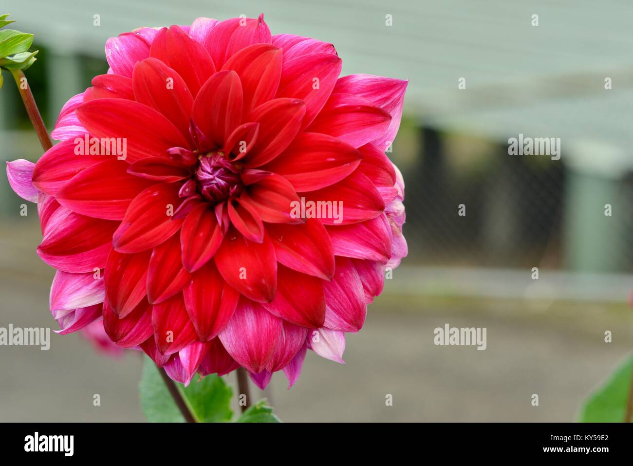 White pinkish red edges on a flower hires stock photography and images