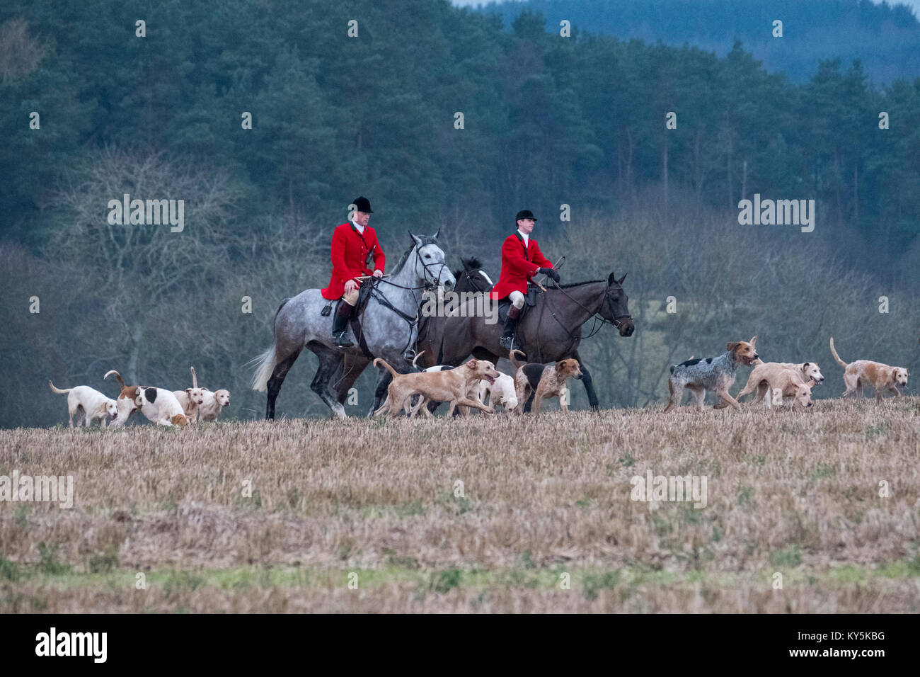 Ancrum, Rawflat /, UK. 13th January, 2018. Buccleuch Foxhounds at Rawflat, near Ancrum Caption: Huntsman Tim Allen (2014 - )(left red jacket) with the Duke of Buccleuch's Hunt Foxhounds on Saturday 13th January in the hills near to Ancrum, Jedburgh, a turnout of around 60 mounted supporters falling the days hunt. ( Credit: Rob Gray/Alamy Live News Stock Photo