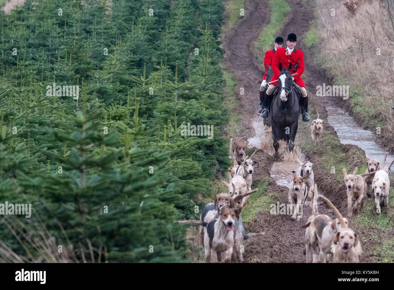 Ancrum, Rawflat /, UK. 13th January, 2018. Buccleuch Foxhounds at Rawflat, near Ancrum Caption: Huntsman Tim Allen (2014 - )(front red jacket) with the Duke of Buccleuch's Hunt Foxhounds on Saturday 13th January in the hills near to Ancrum, Jedburgh, a turnout of around 60 mounted supporters falling the days hunt. ( Credit: Rob Gray/Alamy Live News Stock Photo