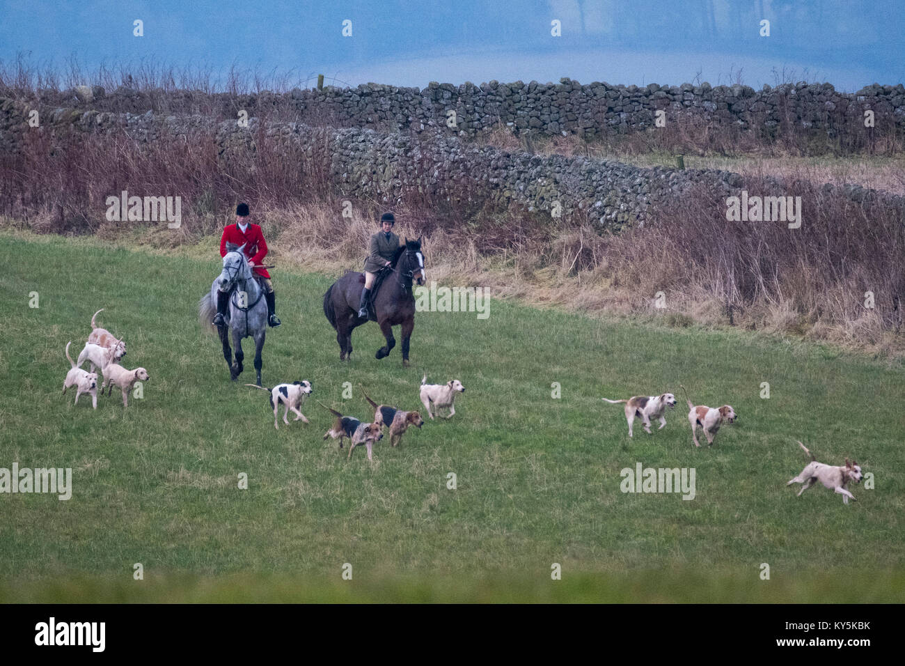 Ancrum, Rawflat /, UK. 13th January, 2018. Buccleuch Foxhounds at Rawflat, near Ancrum Caption: Huntsman Tim Allen (2014 - ) with the Duke of Buccleuch's Hunt Foxhounds on Saturday 13th January in the hills near to Ancrum, Jedburgh, a turnout of around 60 mounted supporters falling the days hunt. ( Credit: Rob Gray/Alamy Live News Stock Photo