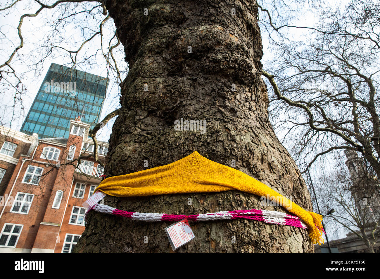 London, UK. 13th January, 2018. A large tree in Euston Square Gardens which is expected to be felled by HS2 Ltd. Mature London Plane, Red Oak, Common Lime, Common Whitebeam and Wild Service trees are to be felled at the front of Euston station to make way for temporary sites for construction vehicles and a displaced taxi rank as part of preparations for the HS2 rail line. Many of the trees have been 'yarn-bombed', wrapped with hand-knitted scarves to draw attention to their fate. Credit: Mark Kerrison/Alamy Live News Stock Photo