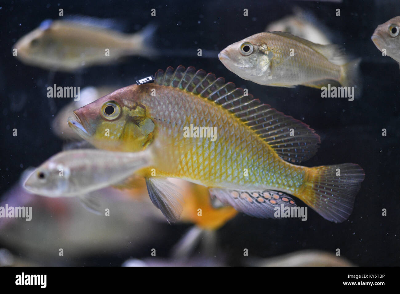 Konstanz, Germany. 12th Dec, 2017. An Astatotilapia burtoni of the Cichlidae family swims in an aquarium and has a barcode attached to his head at the University in Konstanz, Germany, 12 December 2017. Scientists research the collective behaviour of fishes at the University of Konstanz. Credit: Felix Kästle/dpa/Alamy Live News Stock Photo