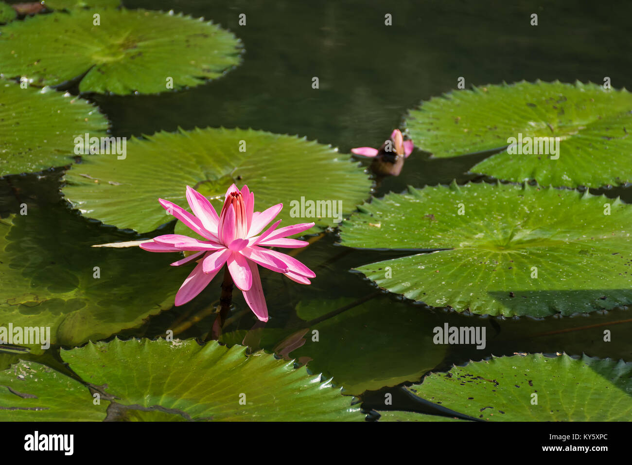 Victoria Regia water lily in pond in Piestany (SLOVAKIA) Stock Photo