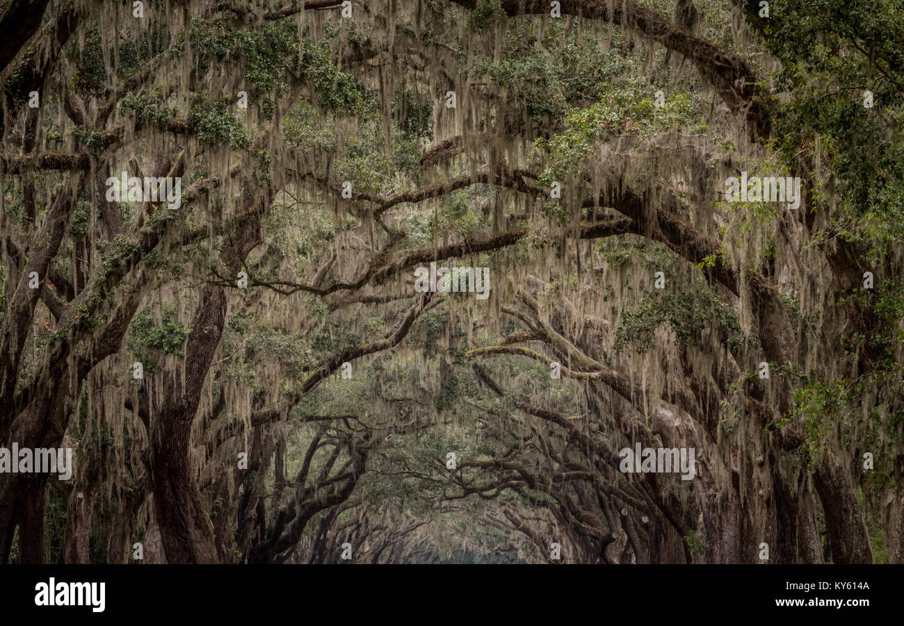 Canopy of Spanish Moss and Live Oak Trees Stock Photo - Alamy