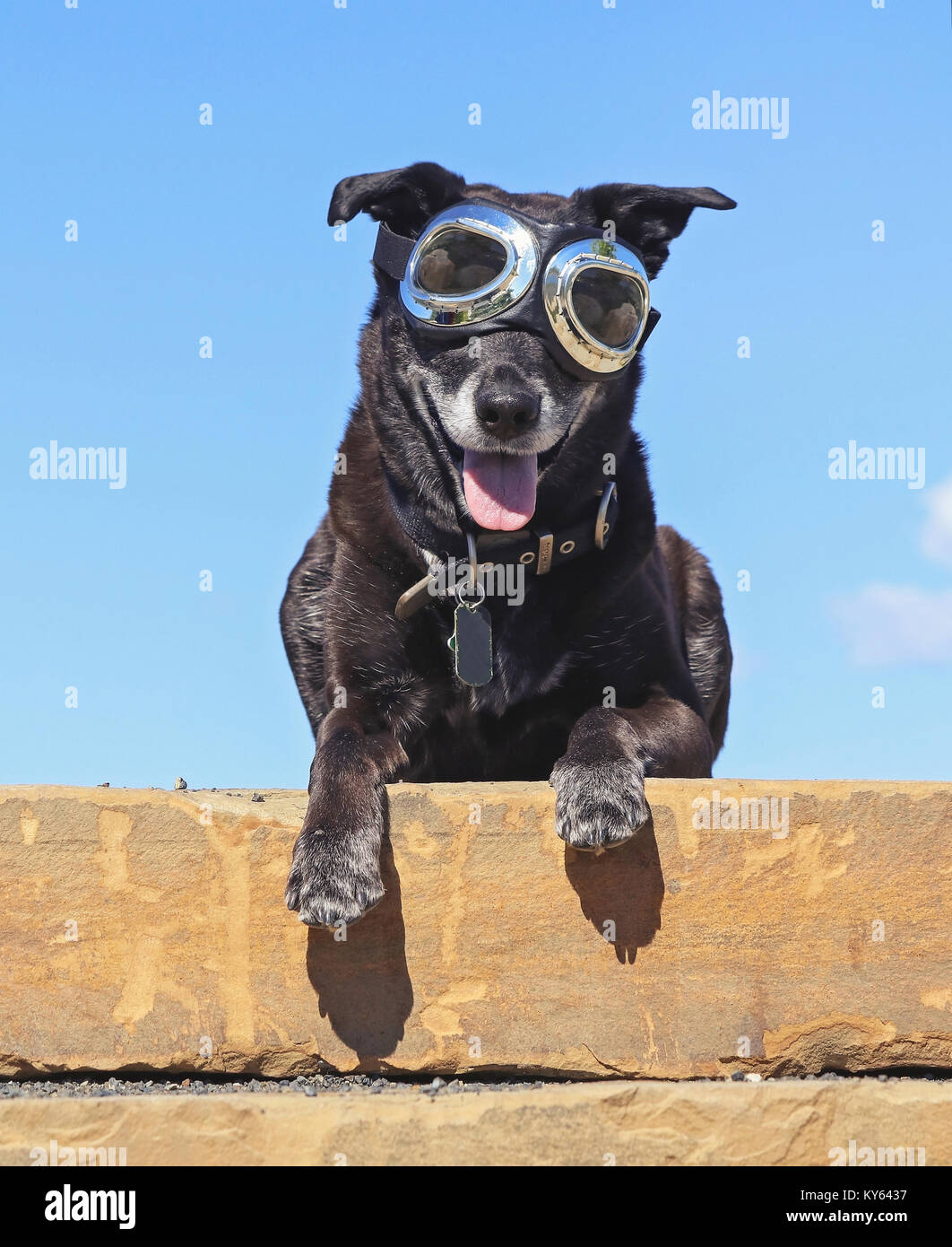 black lab retriever mix with her tongue hanging out sitting on a