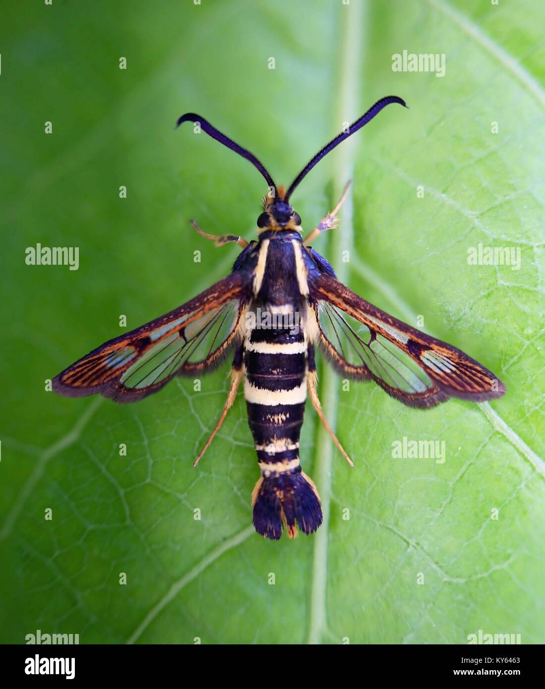 sesiidae moth sitting on a leaf, also called a clear wing moth Stock Photo