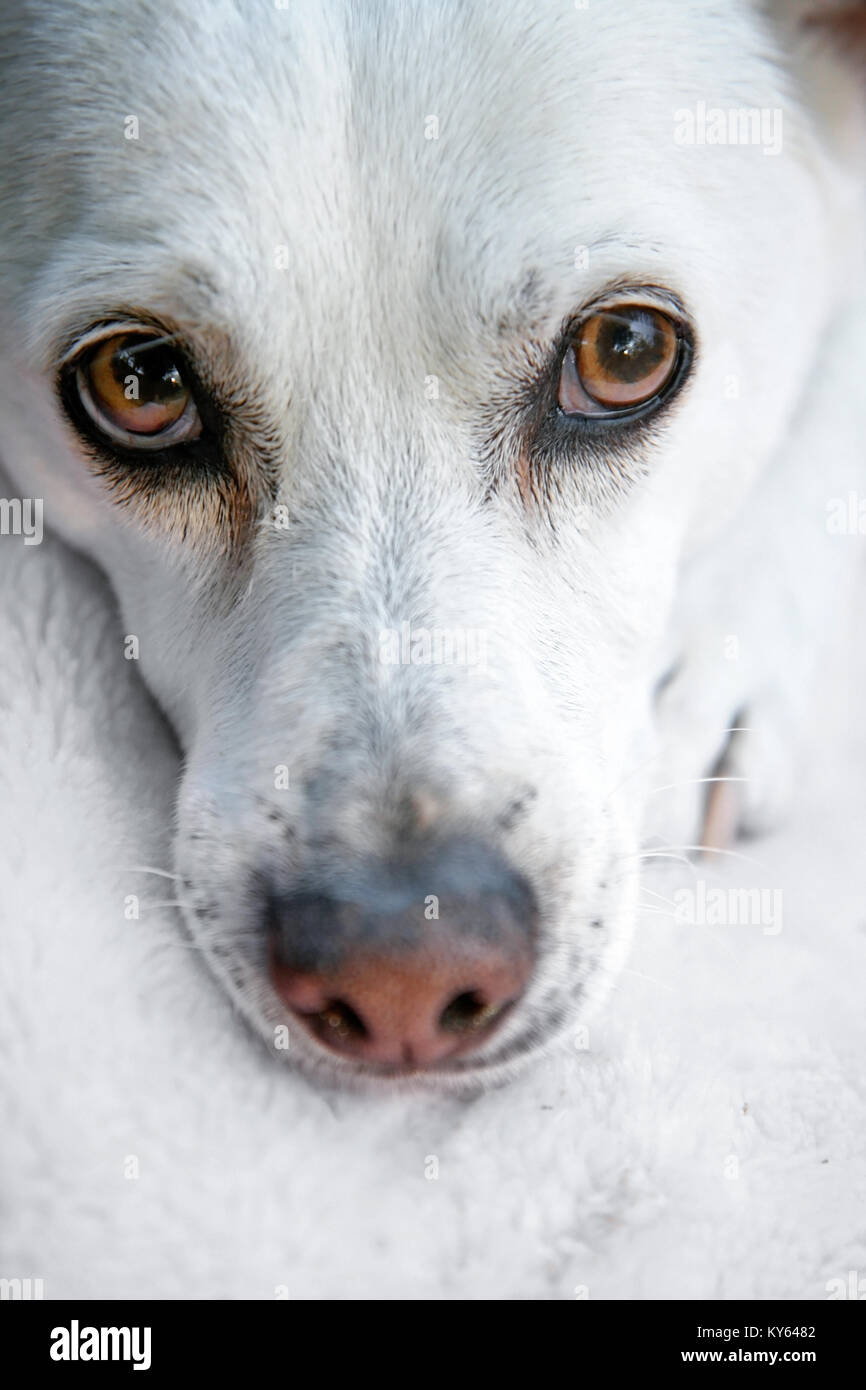 White chihuahua mix dog facing the camera with her head on her paw Stock Photo