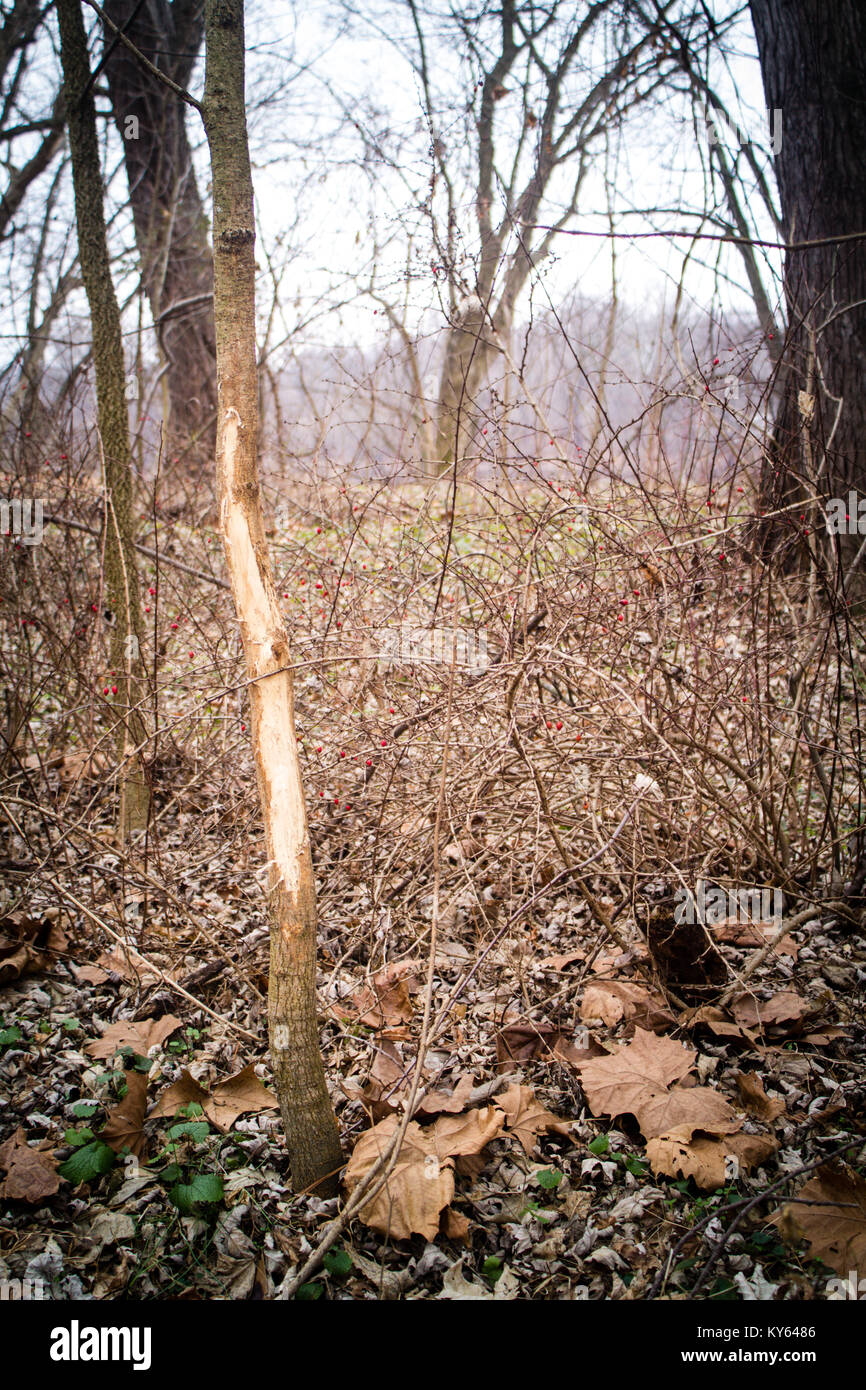 A whitetail deer buck rub on small sapling trees Stock Photo Alamy