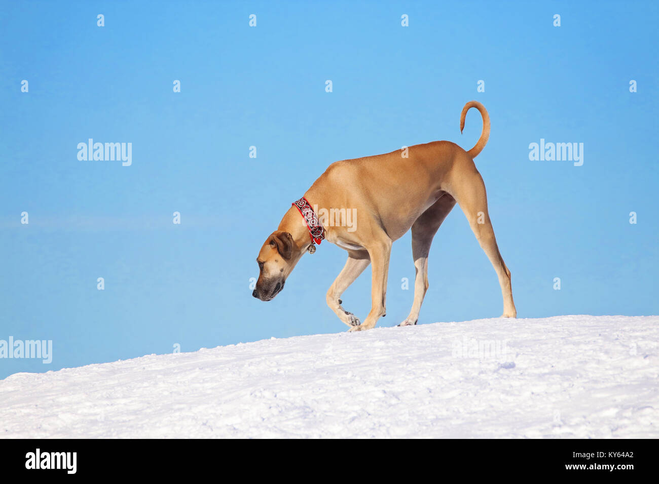 huge great dane walking on a hill in the snow with a beautiful blue sky