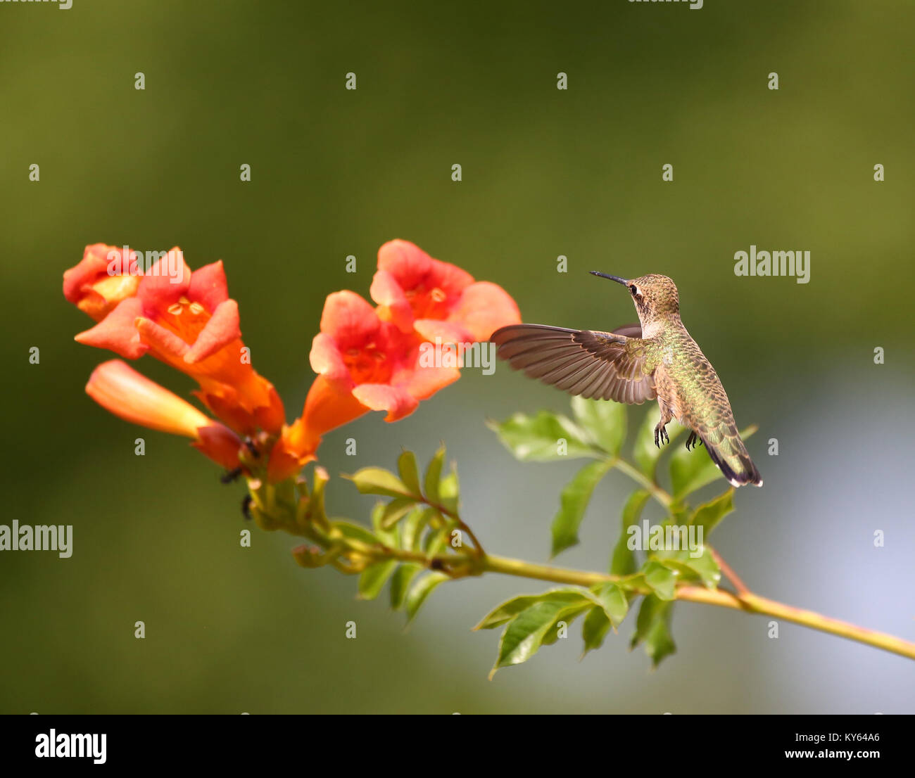 Beautiful hummingbird photo in a natural environment Stock Photo