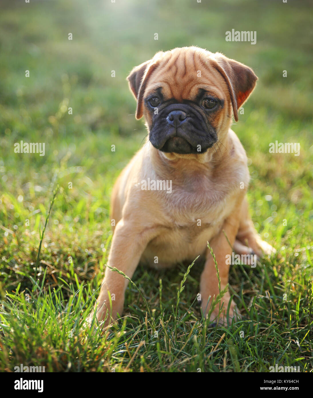 a cute baby pug chihuahua mix puppy playing in the grassy clover during summer toned with a retro vintage instagram filter app or action effect Stock Photo