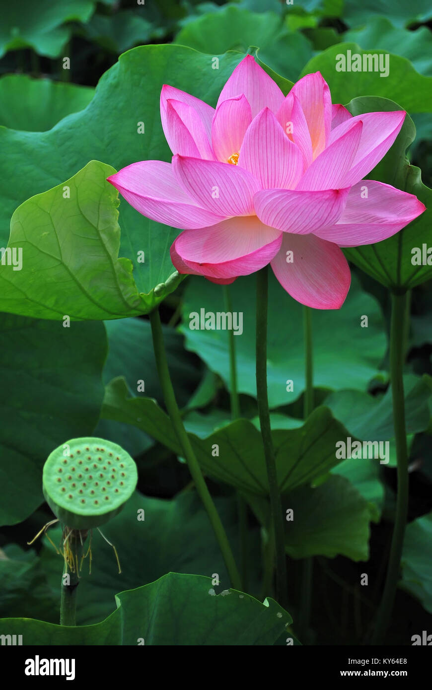 Buddhist lotus flower hi-res stock photography and images - Alamy