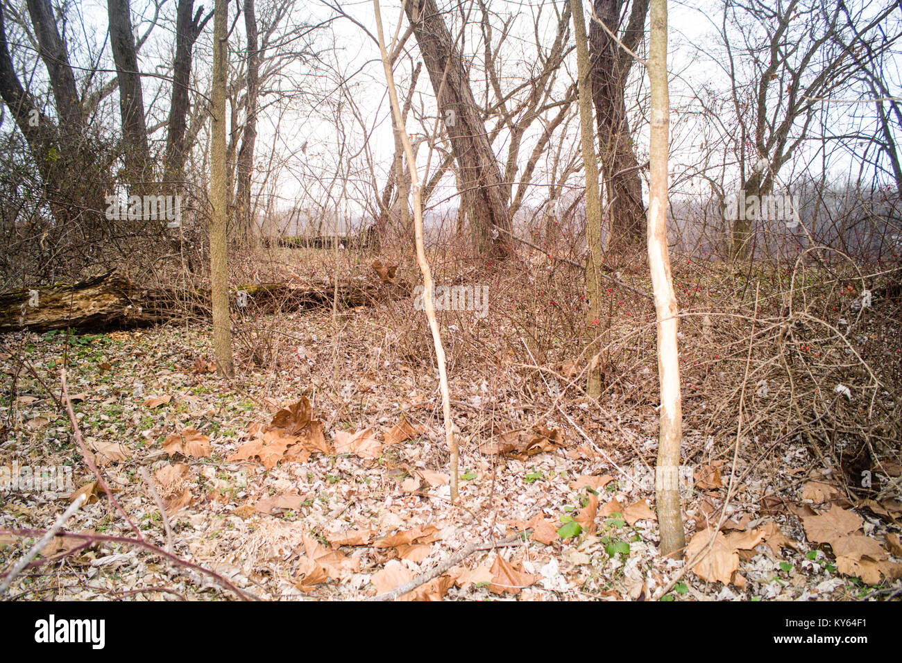 A whitetail deer buck rub on small sapling trees Stock Photo Alamy