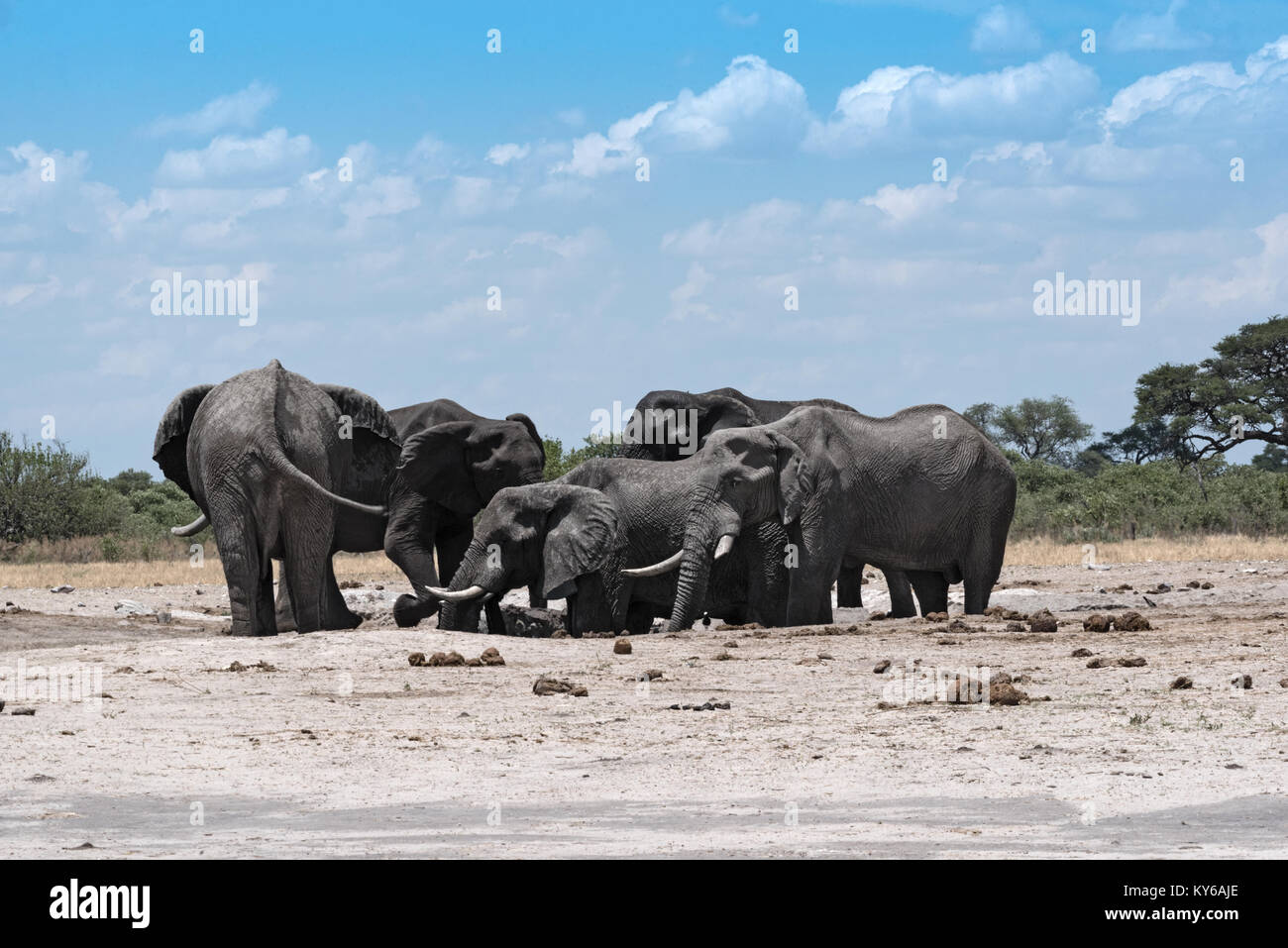 Elephant group at a waterhole in Chope National Park in Botswana Stock Photo