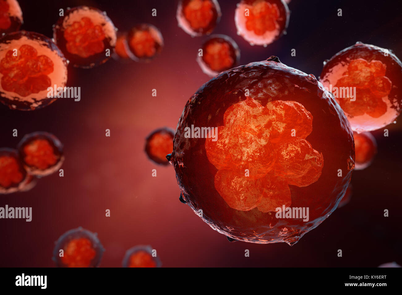 3D illustration Early stage embryo. Morula is an early stage embryo ...