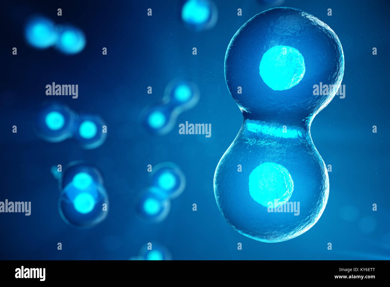 3D illustration Early stage embryo. Morula is an early stage embryo ...