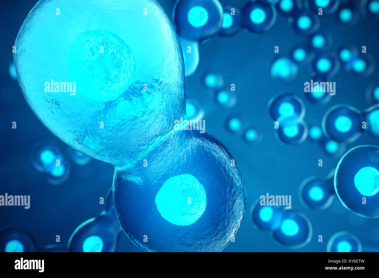 3D illustration Early stage embryo. Morula is an early stage embryo ...