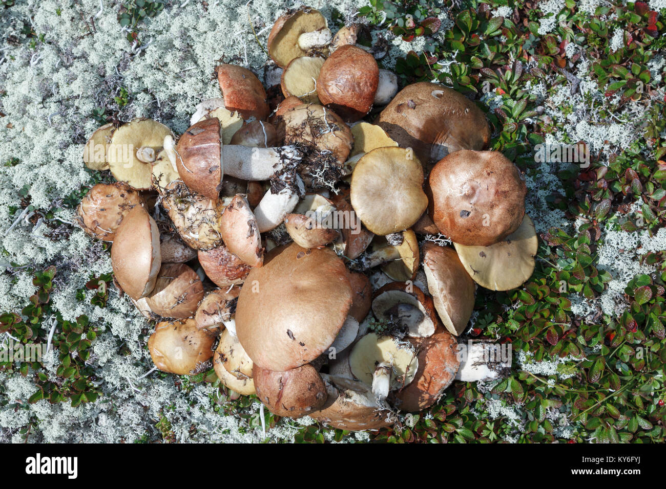 Flat set delicious freshly picked wild edible mushrooms in tundra among