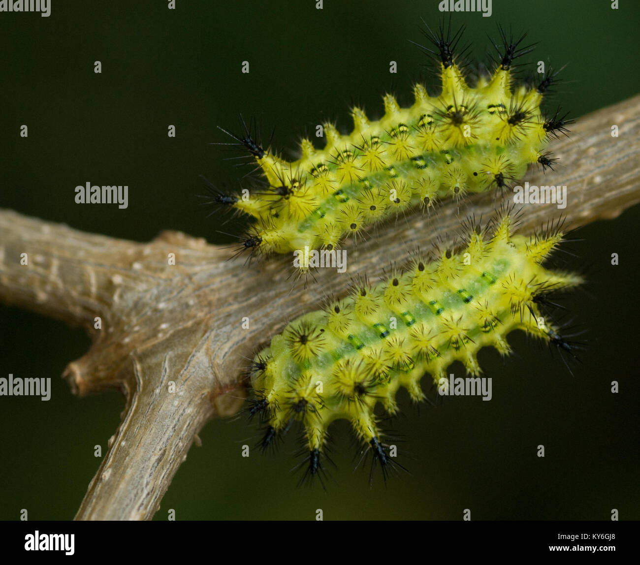 Caterpillars africa hires stock photography and images Alamy
