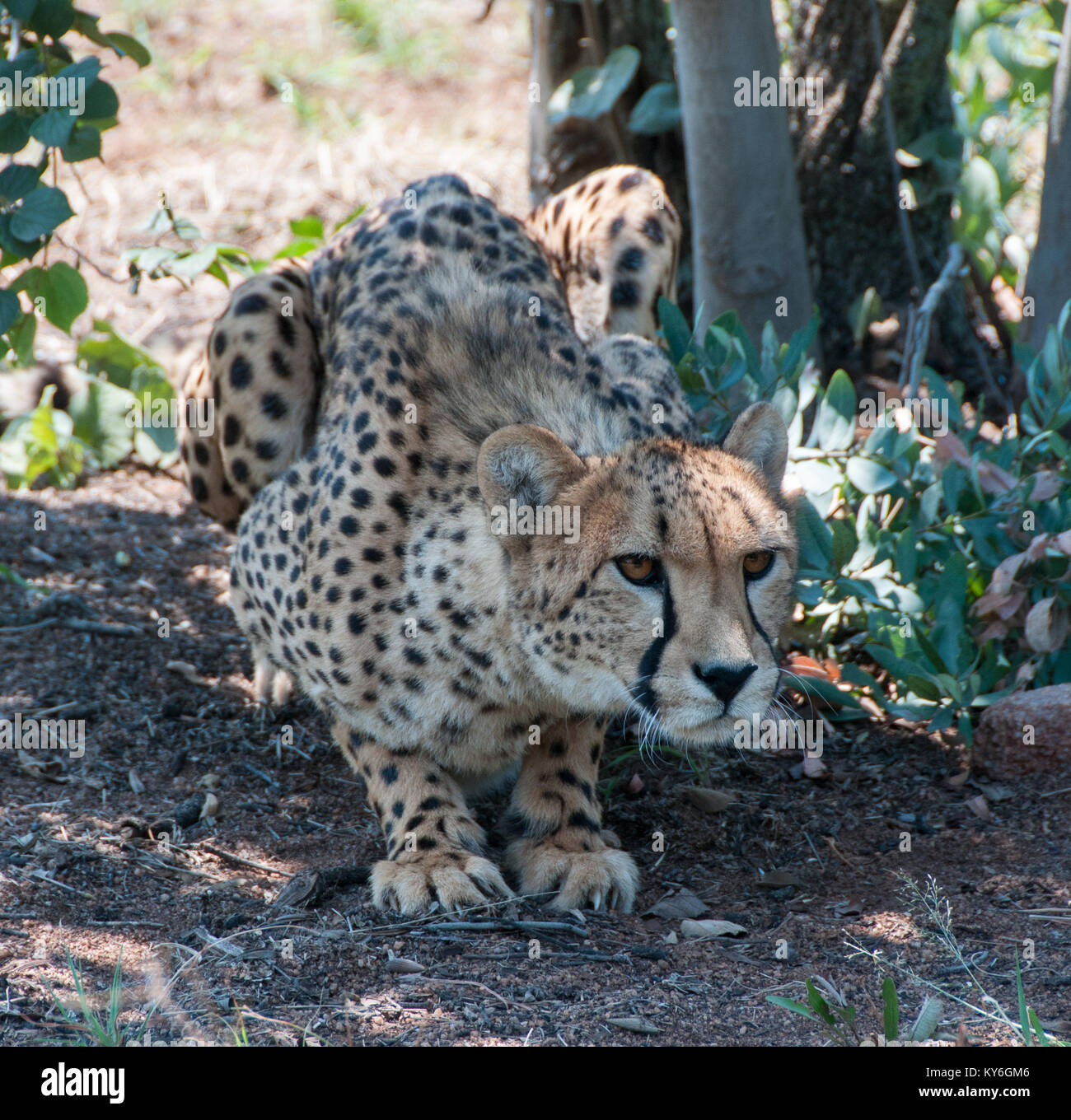 Crouching Cheetah Stock Photo