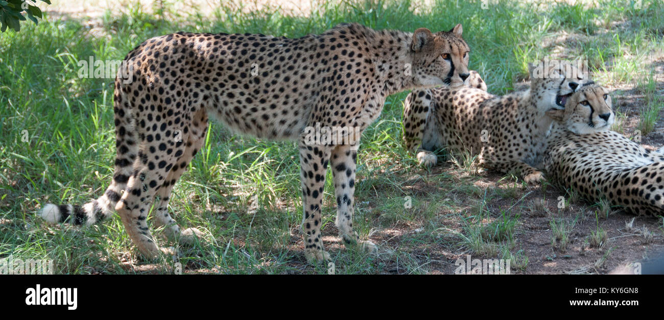 Cheetah Group Stock Photo