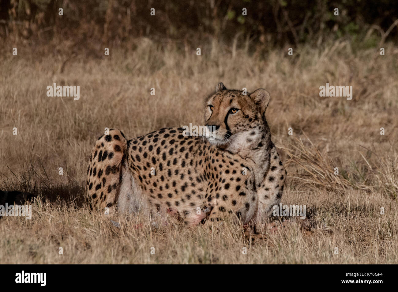 Cheetah Lying Down Stock Photo
