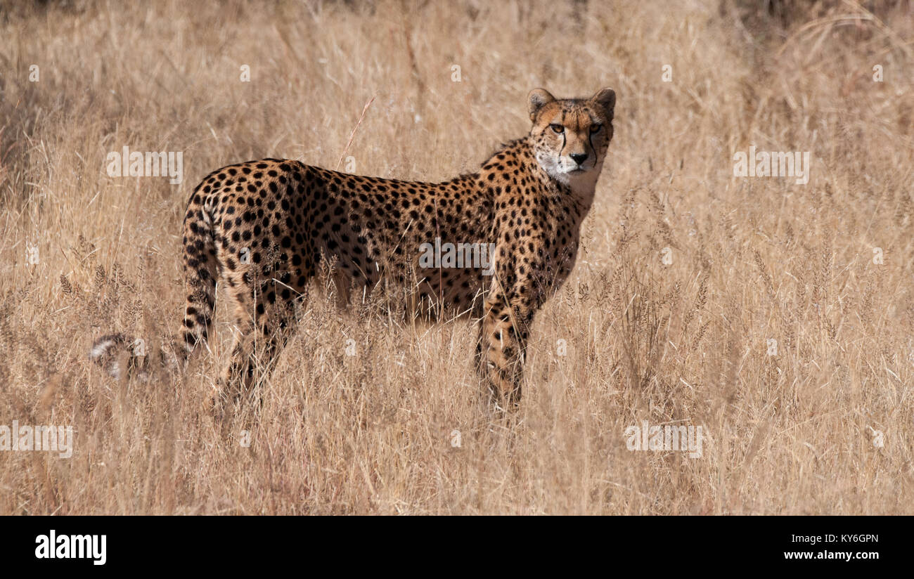 Cheetah Standing Stock Photo