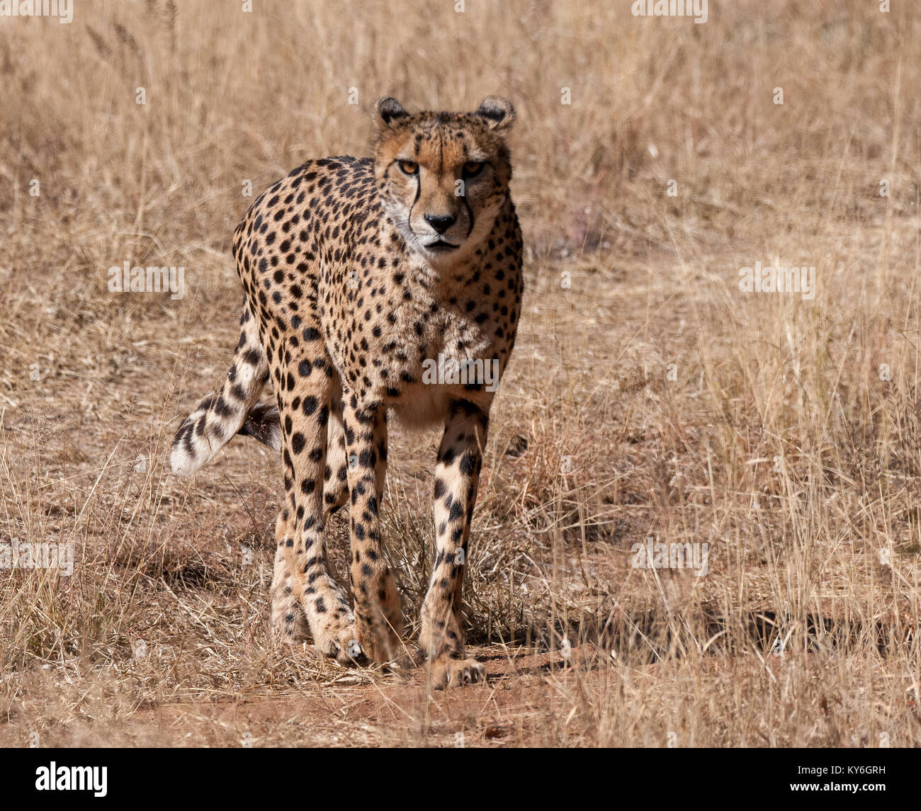 Cheetah Walking Stock Photo