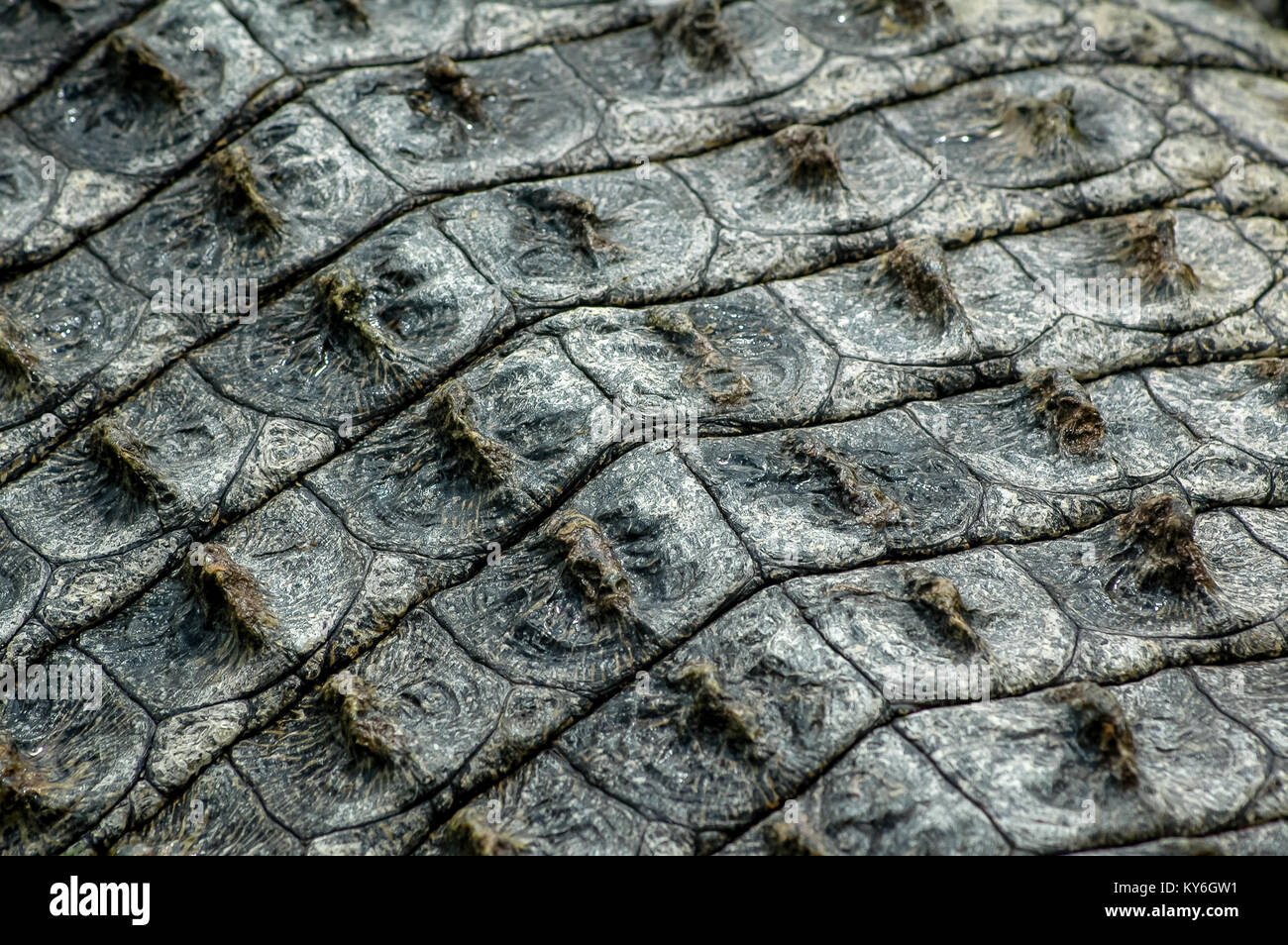 crocodile hide
